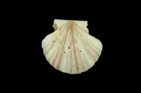 藏品(瑪卡莎海扇蛤)的圖片